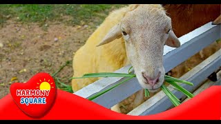 What are Ruminants  More Science on the Learning Videos Channel [upl. by Enelra]