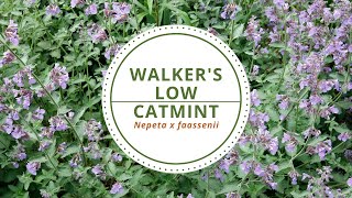 Walkers Low Catmint  Nepeta x faassenii [upl. by Acissev334]