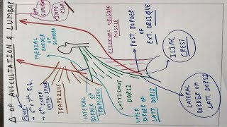 Triangle of Auscultation and Lumbar  Petit  TCML [upl. by Hillegass442]