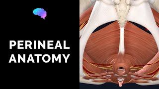 Anatomy of the Perineum 3D tutorial  UKMLA  CPSA  PLAB 2 [upl. by Nosittam817]