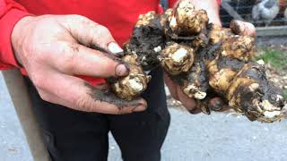 Sunchokes  So Simple to Plant [upl. by Emmott]