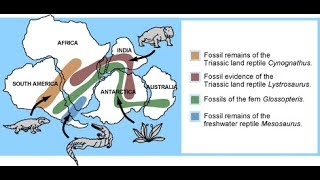 Biogeography [upl. by Shanie967]