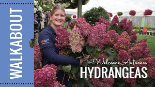 Fall Hydrangea Update End of Season Care [upl. by Zolnay34]