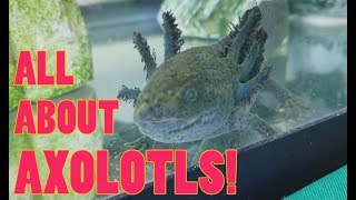 How to Care for Axolotls [upl. by Notlef]