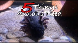 5 Things Axolotls Need  Axolotl Care For Beginners [upl. by Odlanyer]