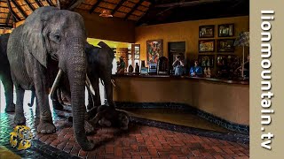 The Elephants that came to dinner 🐘🐘🐘  Mfuwe Lodge Zambia [upl. by Orest27]