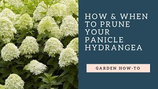 How amp When to Prune Your Panicle Hydrangea [upl. by Nodnnarb473]