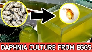 HOW TO HATCH DAPHNIA EGGS  HOW TO CULTURE DAPHNIA [upl. by Mccallion]