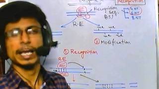 Types of restriction enzyme [upl. by Cope394]