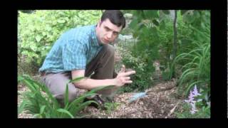 How to Plant Hardy Cyclamen [upl. by Einnol]