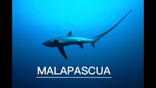 Diving Vlog Malapascua Philippines [upl. by Grishilde]