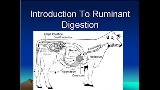 Digestive System of Ruminant Animals [upl. by Ym]