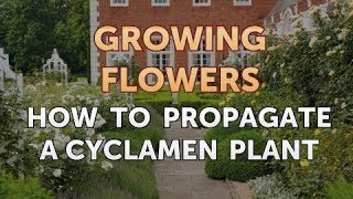 How to Propagate a Cyclamen Plant [upl. by Hobey]