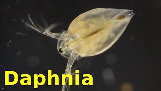 Daphnia [upl. by Gylys649]