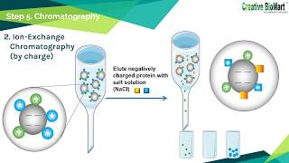 Protein Purification [upl. by Enamrahc]