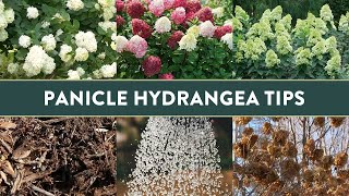 5 Insightful Tips for Growing Panicle Hydrangeas in the South [upl. by Atirrehs]