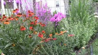 Propagating Catmint or Nepeta [upl. by Natale879]