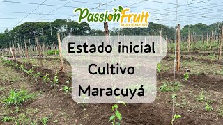 Estado inicial del cultivo de Maracuyá [upl. by Savdeep]