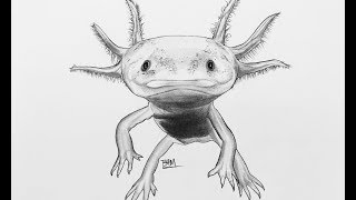 DRAWING the Axolotl [upl. by Idzik]