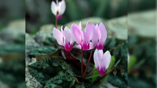 Get Gardening Tips for Cyclamen in Pots [upl. by Ticon647]