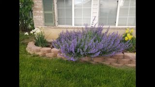 How to Grow Catmint Nepeta x faassenii Walkers Low [upl. by Hairom575]