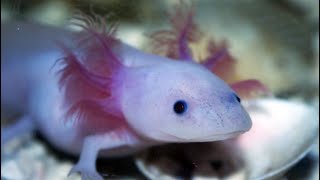 Facts The Axolotl [upl. by Cornall]