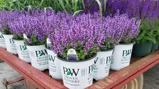 Best Perennials  Nepeta Cats Pajamas Dwarf Catmint [upl. by Rramel235]