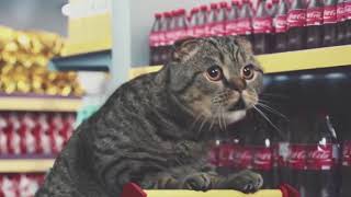 Best Cat Commercials Netto Marken [upl. by Cadman]