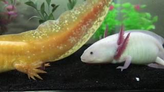 Axolotls breeding [upl. by Lewse]