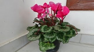 Cyclamen plant care in summer and seed collection [upl. by Euqirrne100]