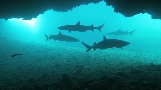 Diving Malapascua Island Philippines [upl. by Yenaj917]