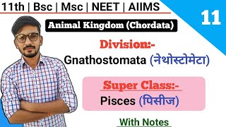 Division Gnathostomata  SuperClass Pisces पिसीज  Classification Of Chordates  By Dadhich Sir [upl. by Alamat383]