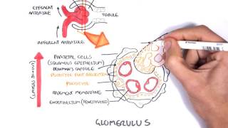 Pneumonia  causes symptoms diagnosis treatment pathology [upl. by Arno]