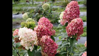 Pruning Panicle Hydrangeas [upl. by Epillihp]