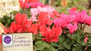 Cyclamen  Everything you need to know [upl. by Kuth]