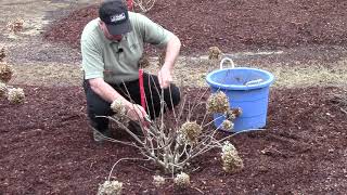 How To or Should You   Prune Hydrangeas in Early Spring [upl. by Merrel272]