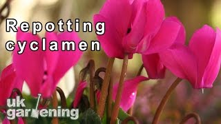 Repotting a cyclamen [upl. by Ladew]