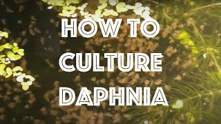 How To Culture Daphnia Magna [upl. by Ahsien]