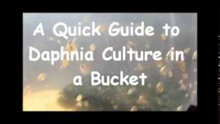 How to culture daphnia outside [upl. by Sheley]