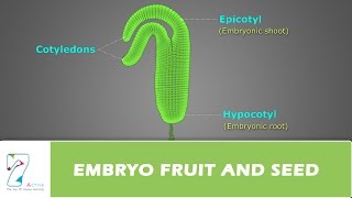 EMBRYO FRUIT AND SEED [upl. by Honna]