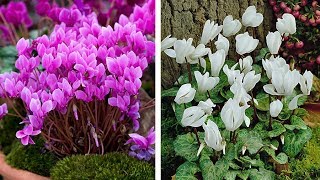 How to Plant Cyclamen AutumnWinter Guide [upl. by Relyhcs]