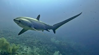 Malapascua Island Philippines  March 2024 [upl. by Terrab]