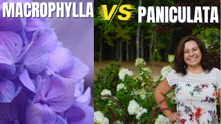 Hydrangea varieties Macrophylla mophead vs Paniculata panicle [upl. by Nigle354]