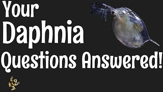 Daphnia Questions Answered [upl. by Ellevehs618]