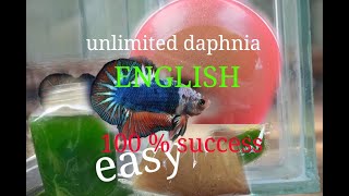 daphnia moina culture Easy way Unlimited production English  with sub Green water Chlorella [upl. by Filip]