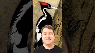 Ivorybilled Woodpecker Update [upl. by Iaw]