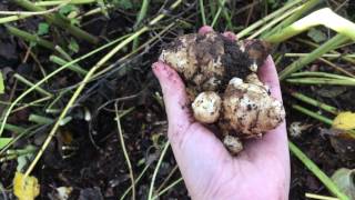 Growing and Harvesting Sunchokes [upl. by Enilekcaj]