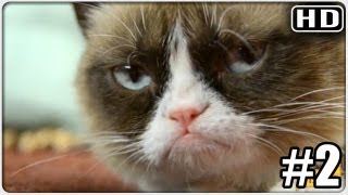 Discover grumpiest cat ever in TV show [upl. by Lavern]