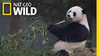 Giant Pandas 101  Nat Geo Wild [upl. by Annahsad]