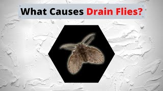 What Causes Drain Flies [upl. by Atsyrk]